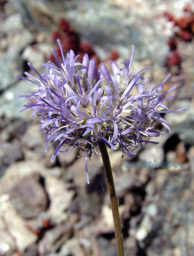 Campanulaceae 6 [?], SMOLIKAS-1
