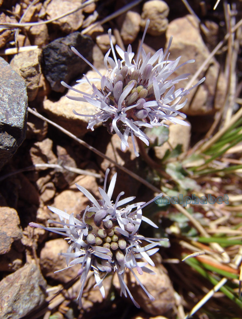 Campanulaceae 6 [?], SMOLIKAS-2
