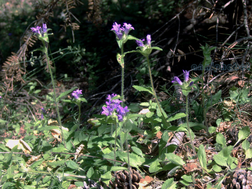 Campanulaceae 7 [?], TAYGETOS-1