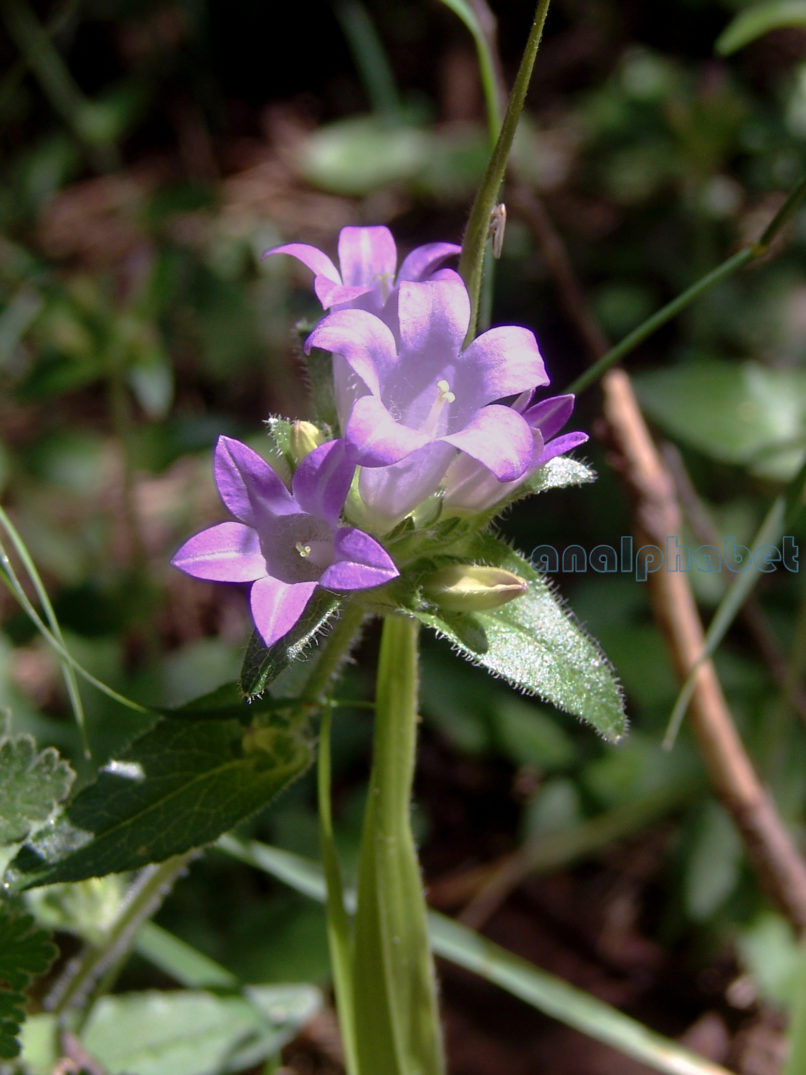 Campanulaceae 7 [?], TAYGETOS-2