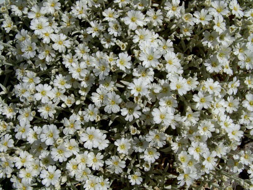 Cerastium candidissimum (Correns.), PARNITHA-1