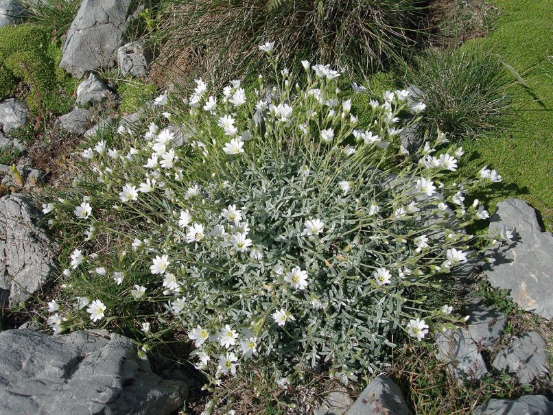 Cerastium cerastoides (L.) [?], PARNASSOS-1