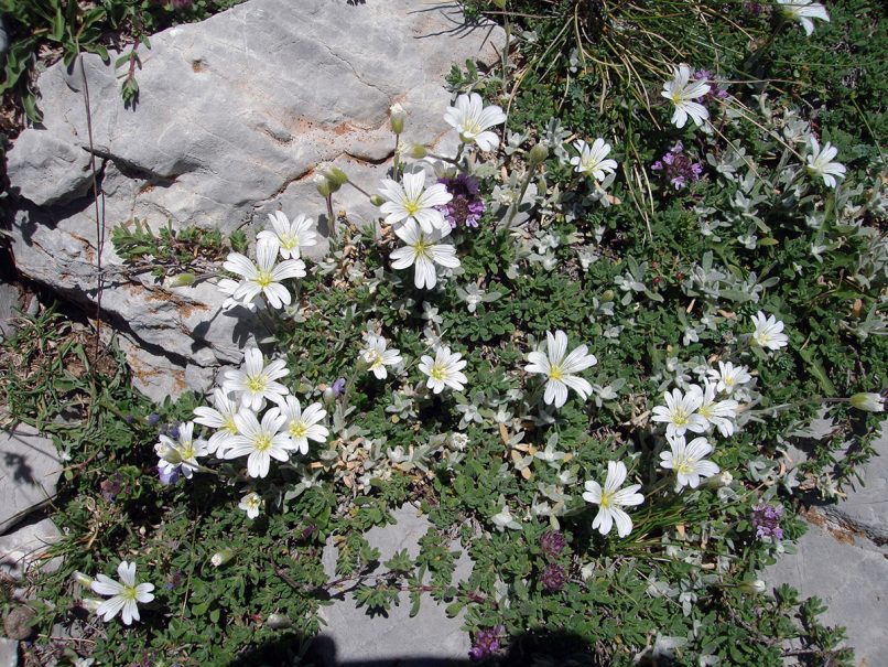 Cerastium theophrasti (Mer. & Strid), GIONA-1