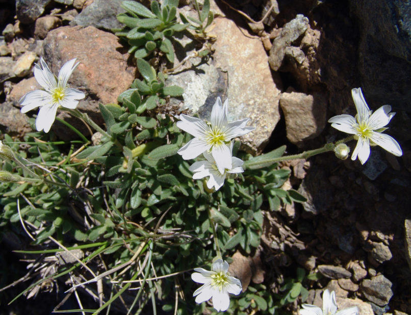 Cerastium theophrasti (Mer. & Strid), SMOLIKAS-1