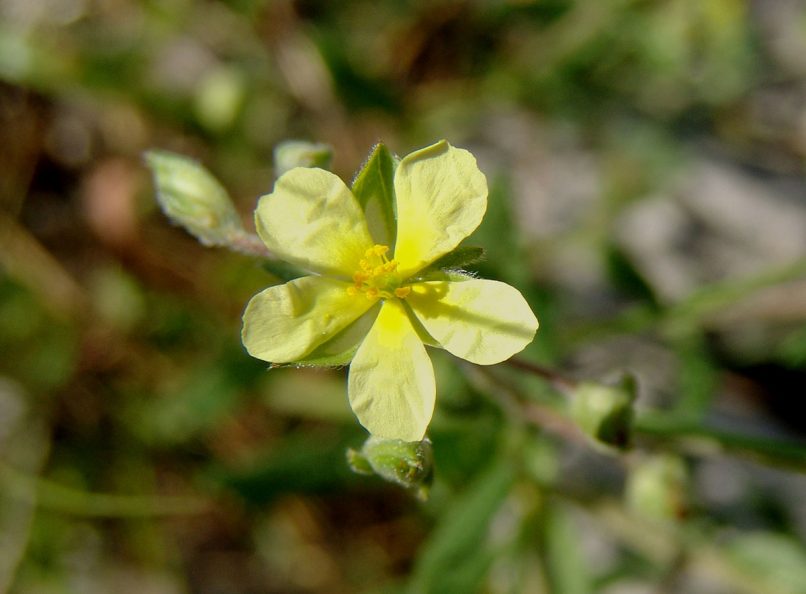 Cistaceae, Fumana thymifolia (L.), PARNITHA-1