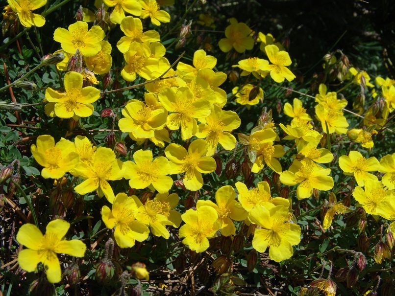 Helianthemum oelandicum ssp. alpestre (Jacq.), OLYMPOS-1
