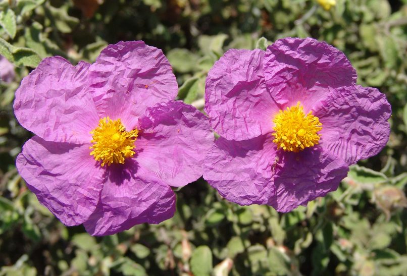 Cistus Creticus (L.) [C. incanus], PARNITHA-1