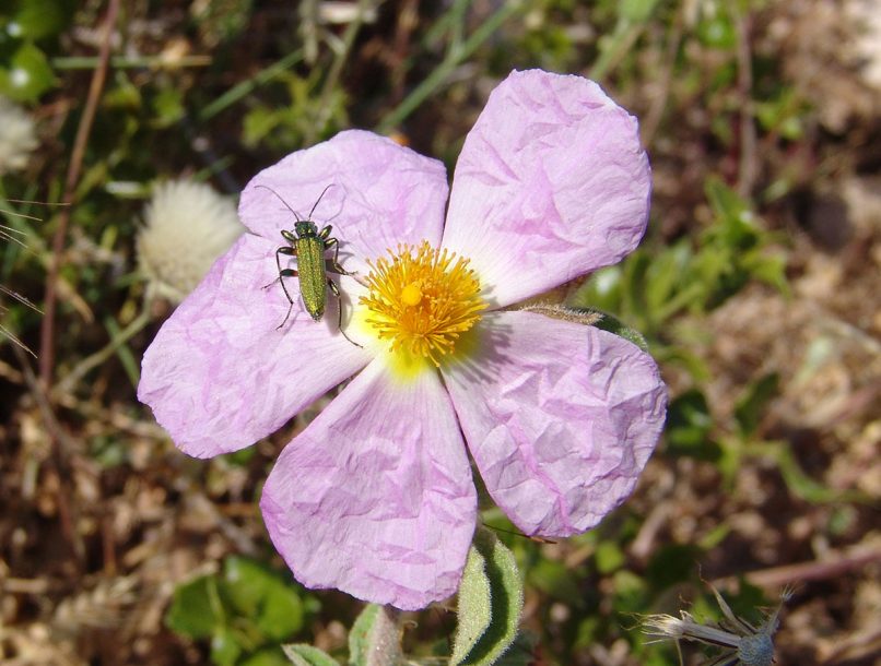 Cistus parviflorus (Lam.), PARNITHA-1