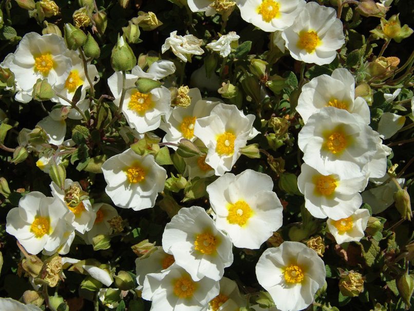 Cistus salvifolius (L.), PARNITHA-1