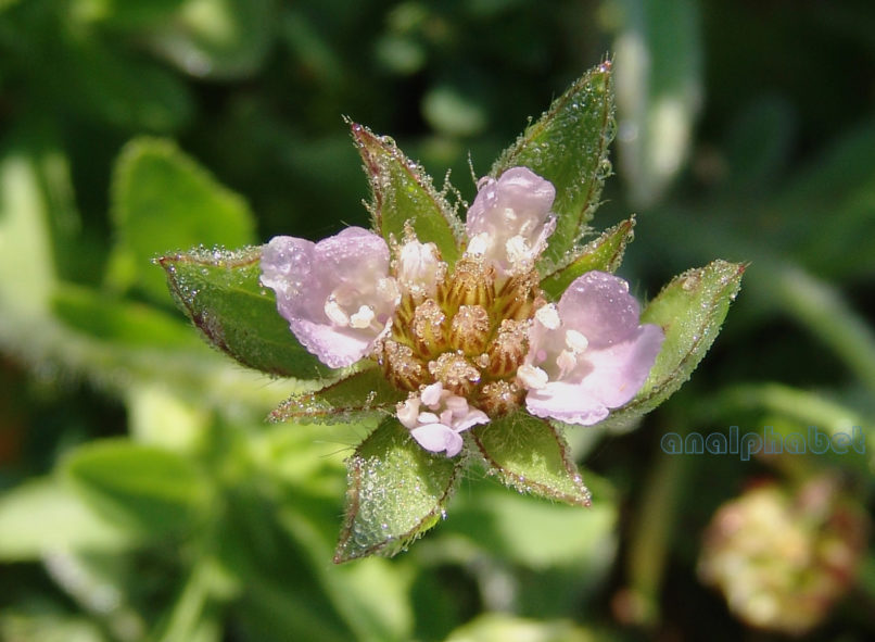 Knautia orientalis (L.), PARNITHA-1