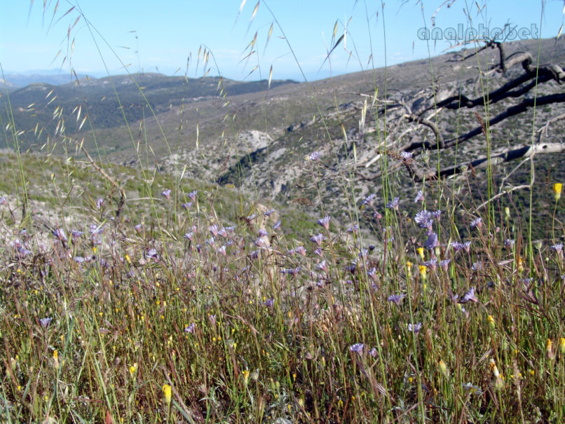 Knautia orientalis (L.), PARNITHA-2