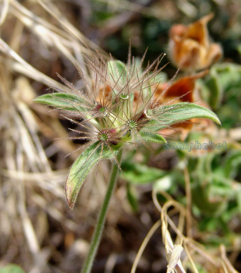 Knautia orientalis (L.), PARNITHA-3