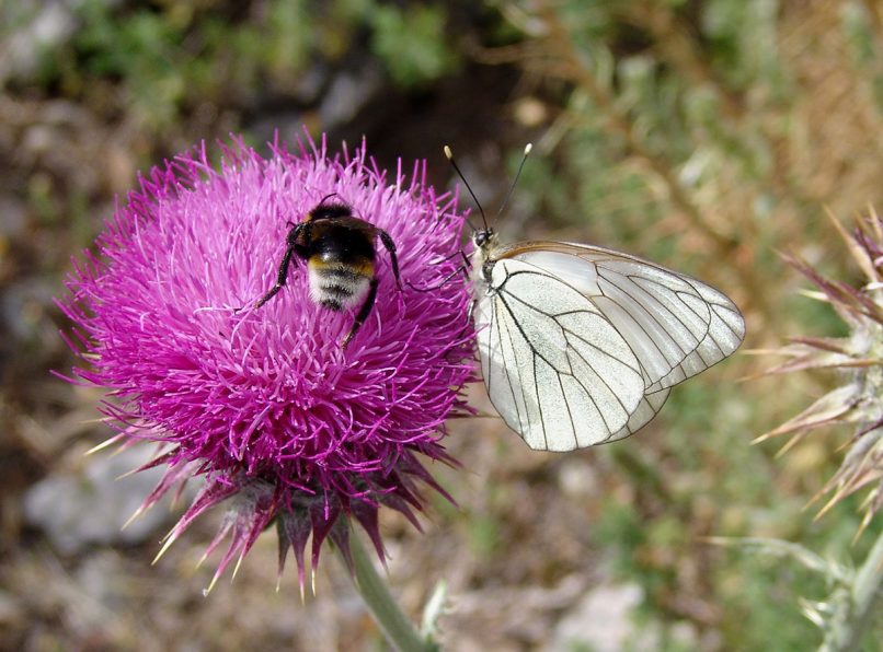 Carduus macrocephalus (Desf.), DIRFYS - XEROVOUNI-1