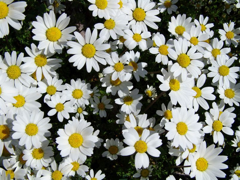 Anthemis chia (L.), PARNITHA-1