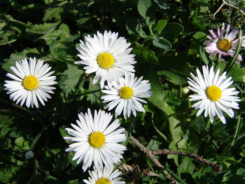 Bellis perennis (L.), PARNITHA-1