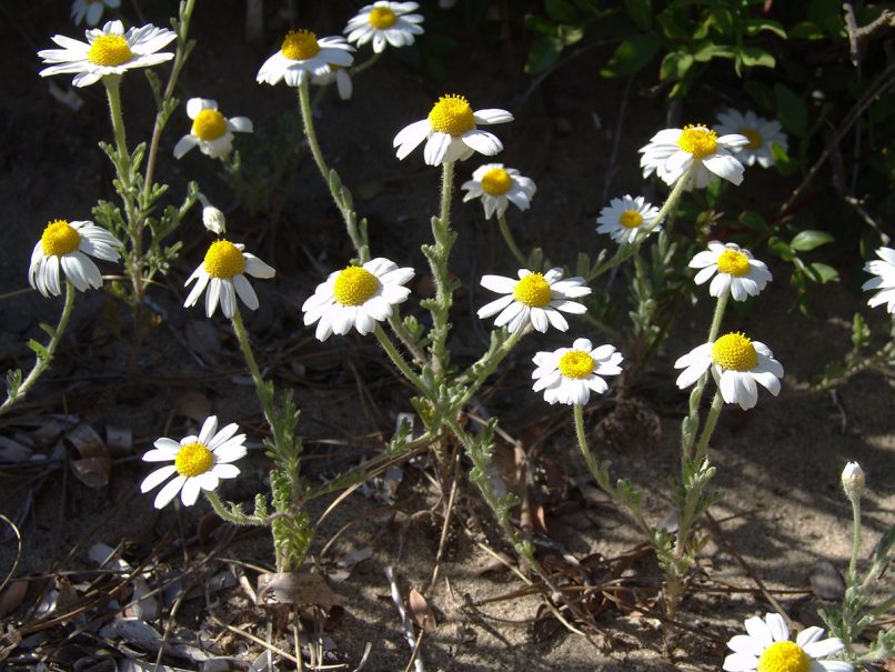 Chamaemelum mixtum (L.), ATTIKA - SXINIAS-1