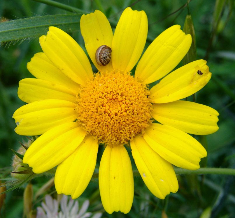 Chrysanthemum coronarium (L.), PARNITHA-1