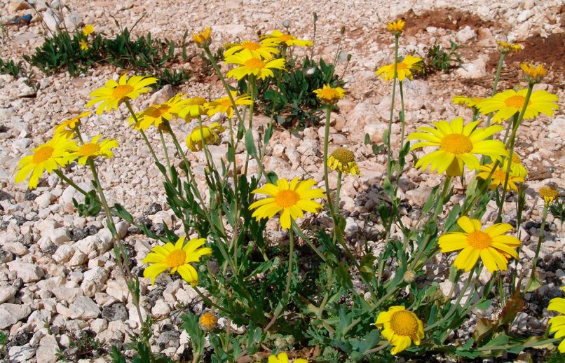 Chrysanthemum segetum (L.), ZAKYNTHOS-1