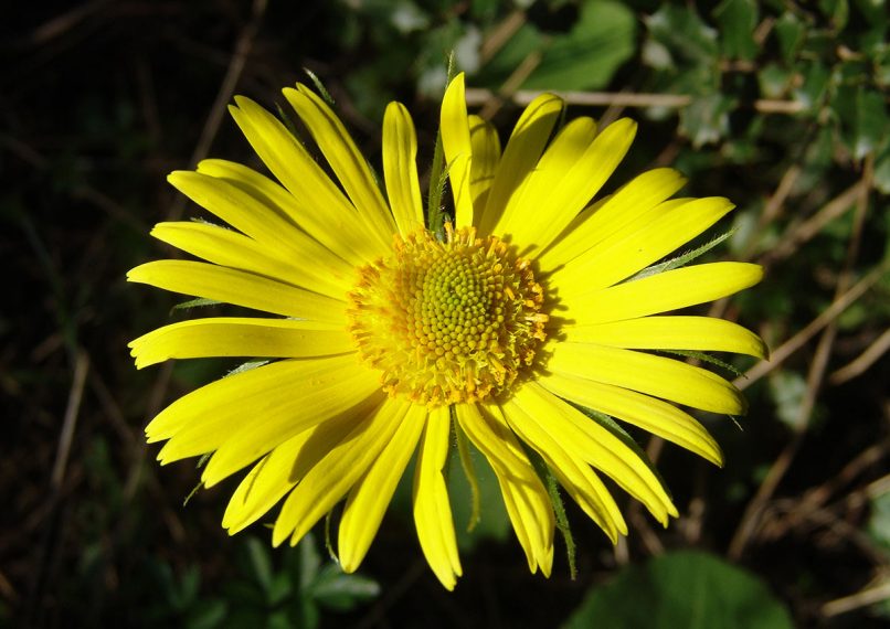 Doronicum columnae (Tenore), PARNITHA-1
