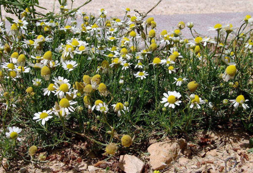 Matricaria chamomilla (L.), ATTIKA-1