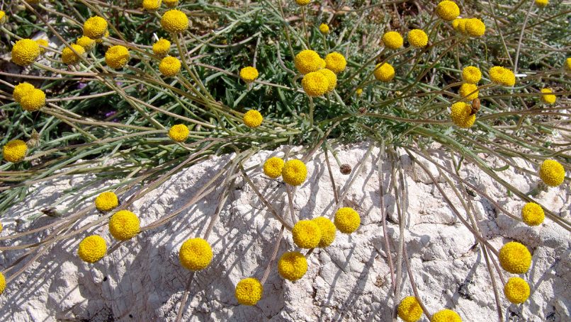 Phagnalon graecum (Bois. & Heldr.), PARNITHA-1