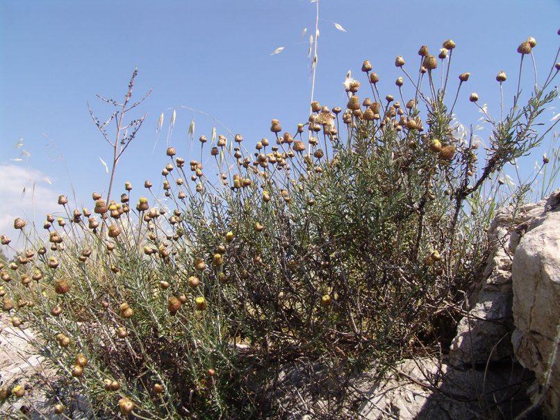 Phagnalon rupestre (L.), PARNITHA-1