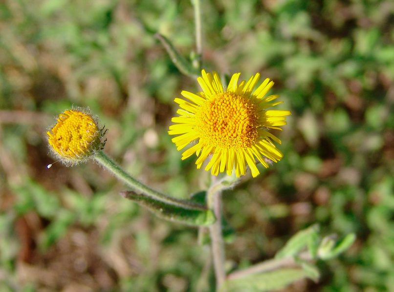 Pulicaria dysenterica (L.), SARAKINADO - ZAKYNTHOS-1