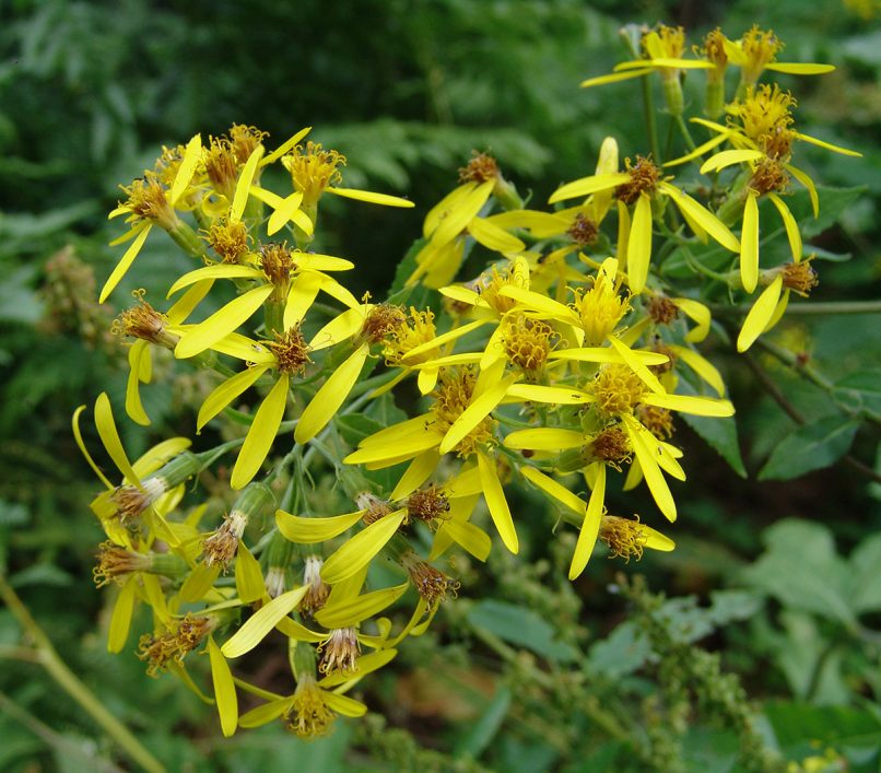 Senecio fuchsii (C.C. Gmelin) [S. ovatus (Gaerth & Al.)], AGRAFA - PETSALOUDA-1