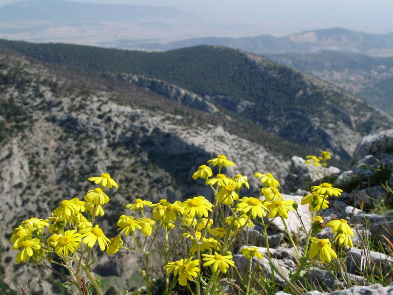 Senecio squalidus (Waldstein & Kitaibel), PARNITHA-1