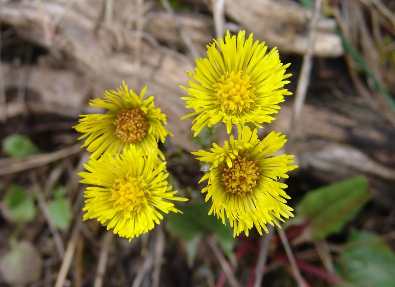 Tussilago farfara (L.), PARNITHA-1