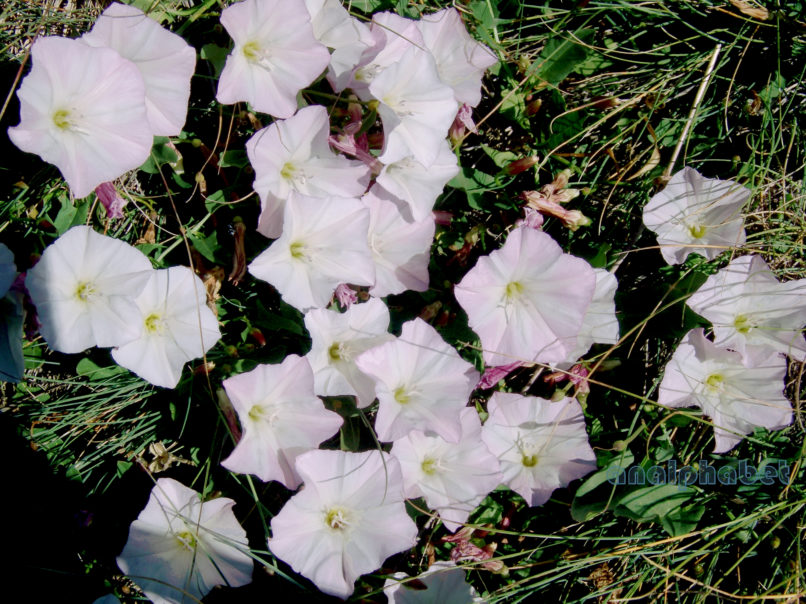 Convolvulaceae 1, CHELIDONA-1C