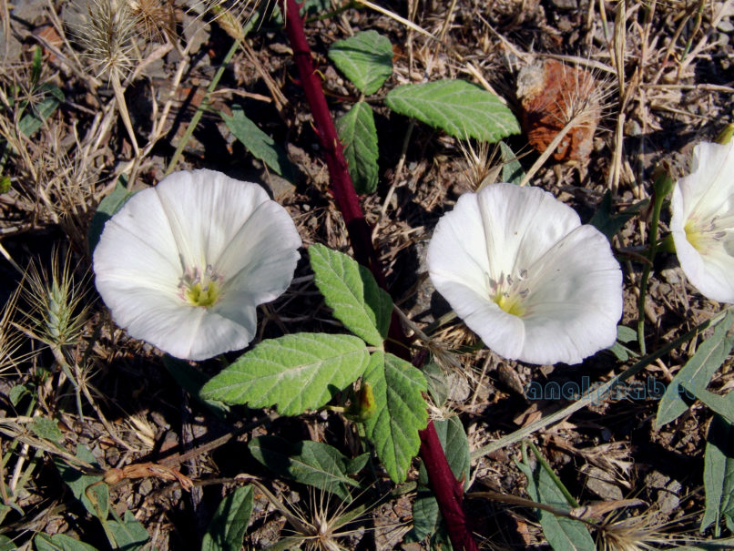 Convolvulus arvensis (L.), PARNITHA-1