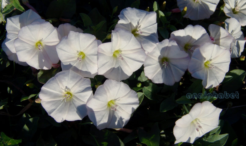 Convolvulus arvensis (L.), ZAKYNTHOS-SARAKINADO-1