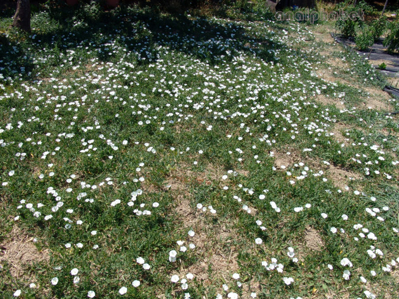 Convolvulus arvensis (L.), ZAKYNTHOS-SARAKINADO-2