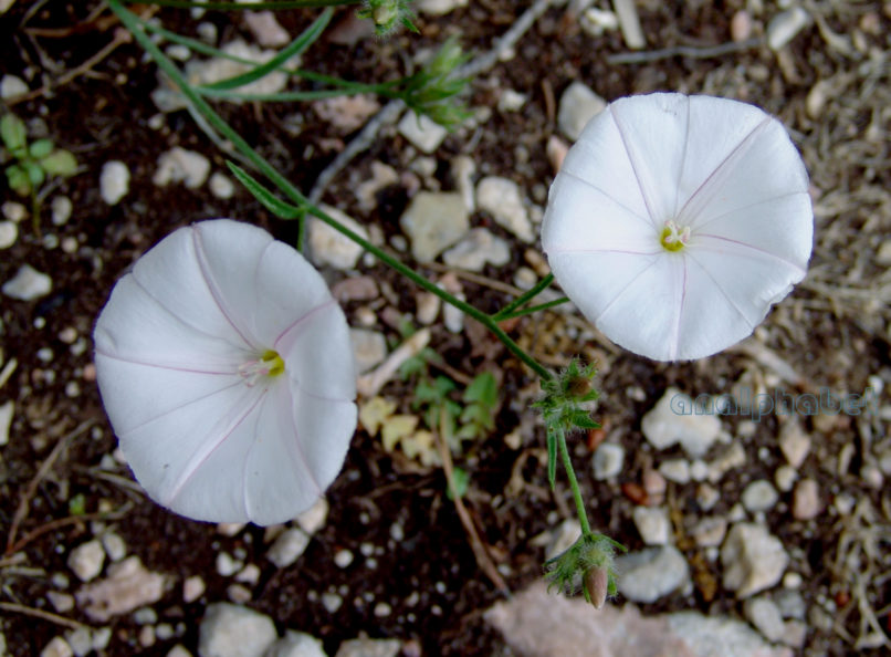 Convolvulus cantabrica (L.), PARNITHA-1