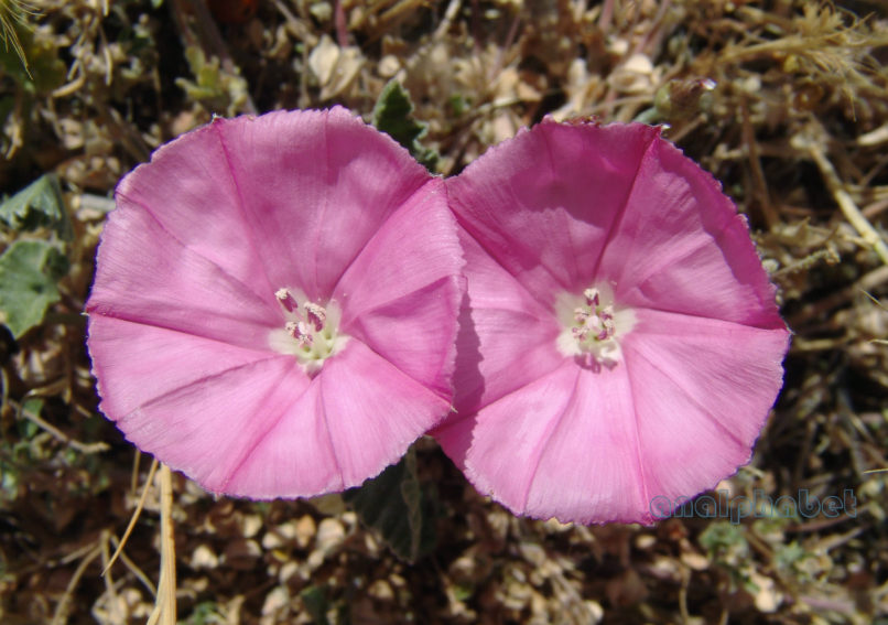 Convolvulus elegantissimus (Mill.), PARNITHA-1