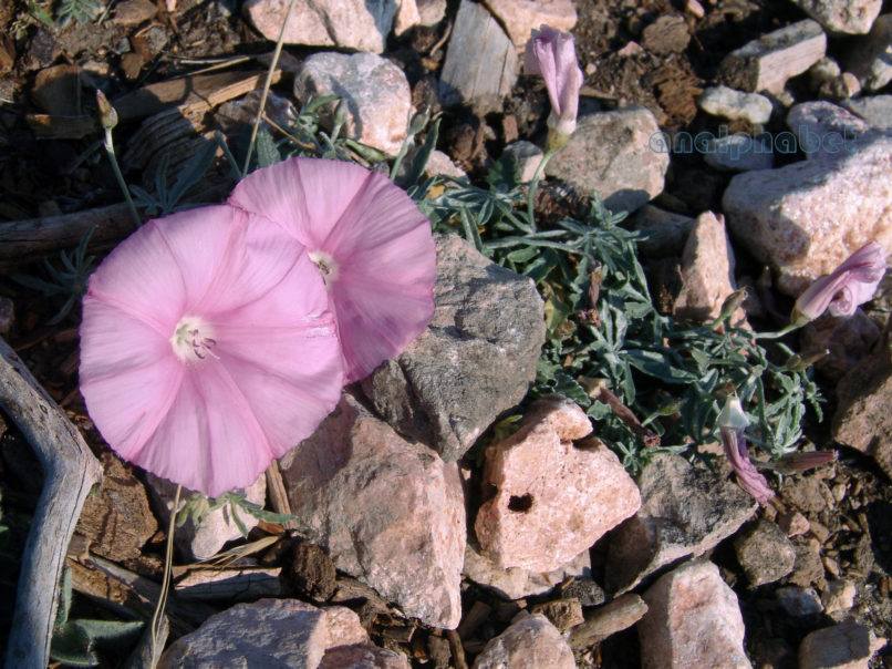 Convolvulus elegantissimus (Mill.), PARNITHA-2