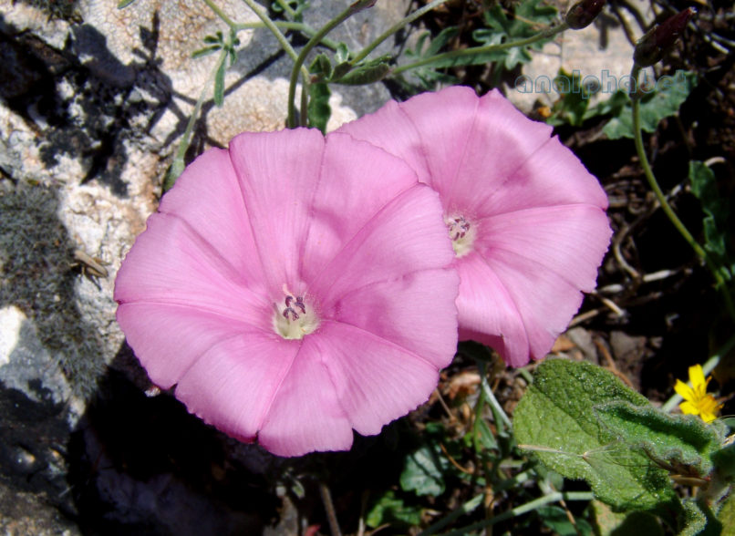 Convolvulus elegantissimus (Mill.), PARNITHA-3