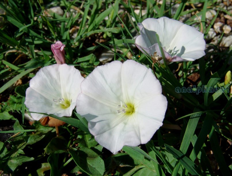 Convolvulus lineatus (L.), PARNITHA-1