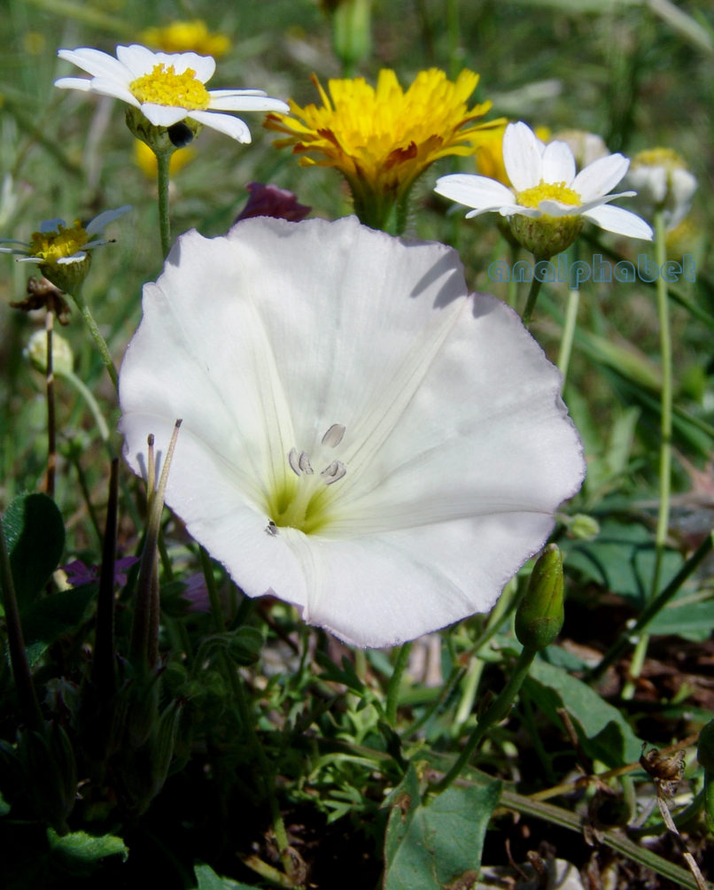 Convolvulus lineatus (L.), PARNITHA-2