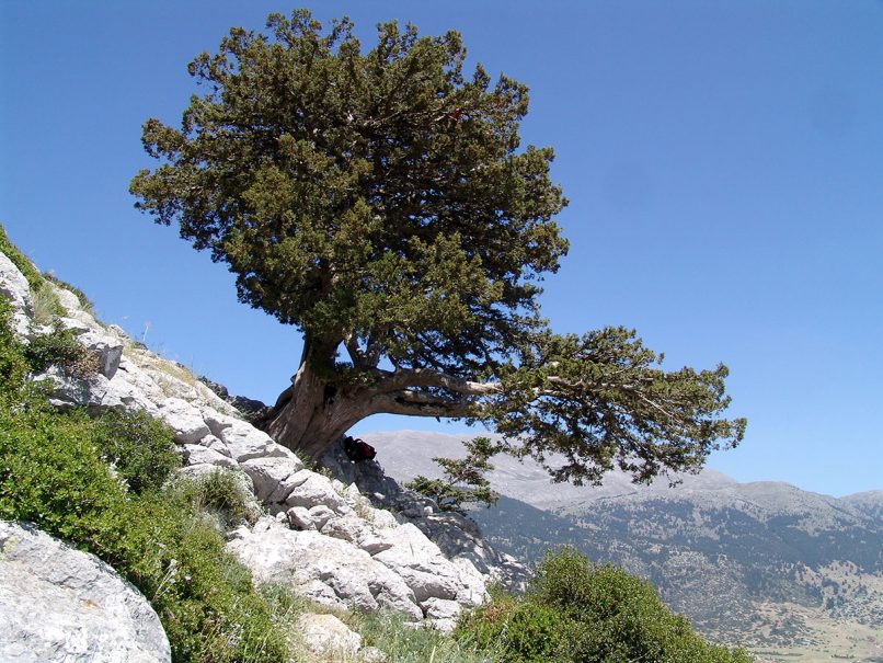 Juniperus phoenicea (L.), PARNASSOS-1