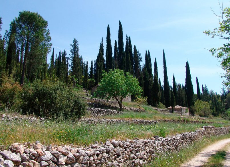 Cupressus sempervirens (L.), ZAKYNTHOS-1
