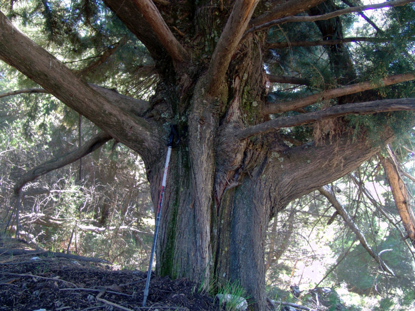 Cupressus sempervirens (L.), PARNITHA-1