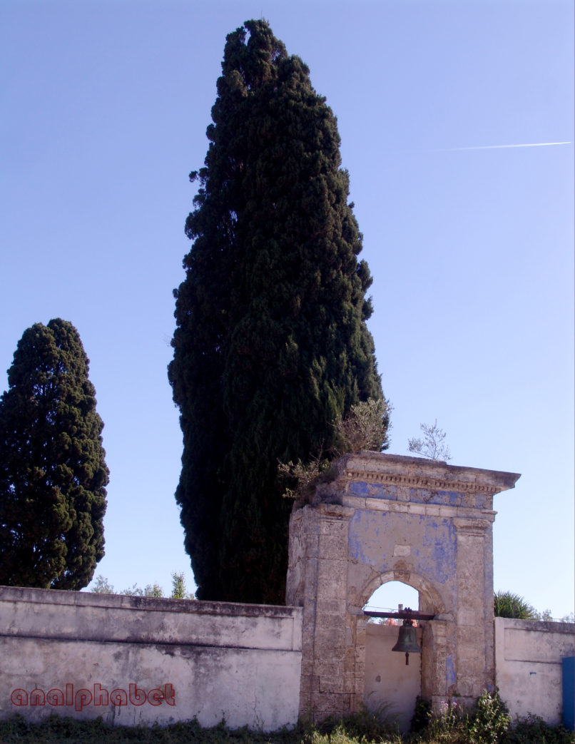 Cupressus sempervirens (L.), ZAKYNTHOS-SARAKINADO-1