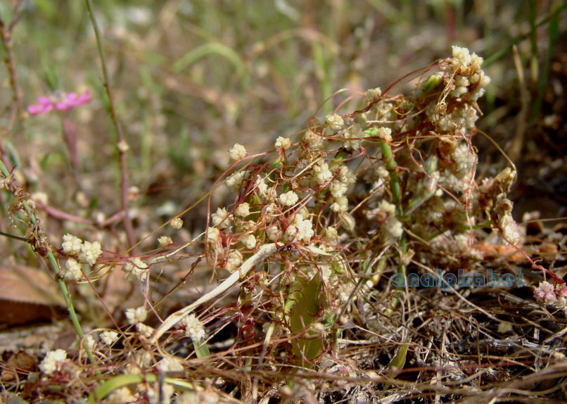 Cuscuta europaea (L.), PARNITHA-1