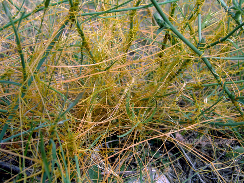 Cuscuta europaea (L.), PARNITHA-2