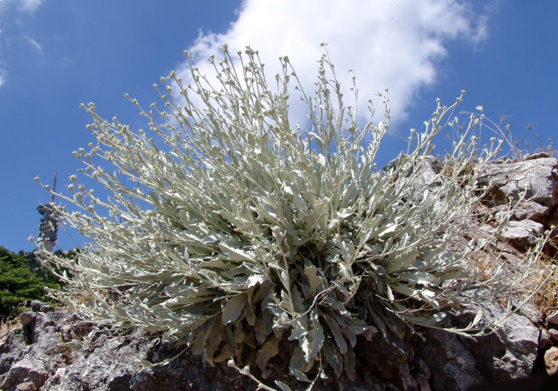 Inula verbascifolia (Willd.), PARNITHA-1