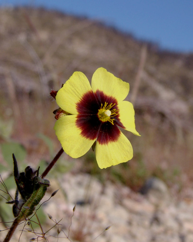 Tuberaria guttata (L.), PARNITHA-3