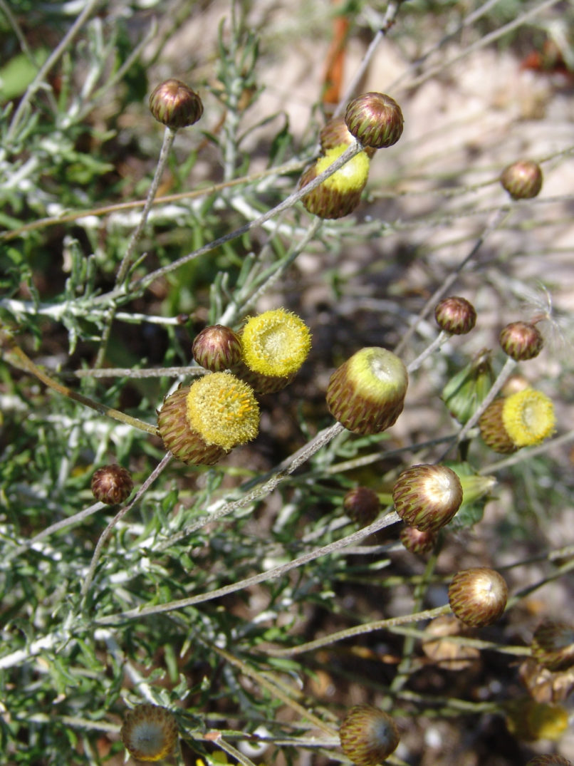 Phagnalon rupestre (L.), PARNITHA-2