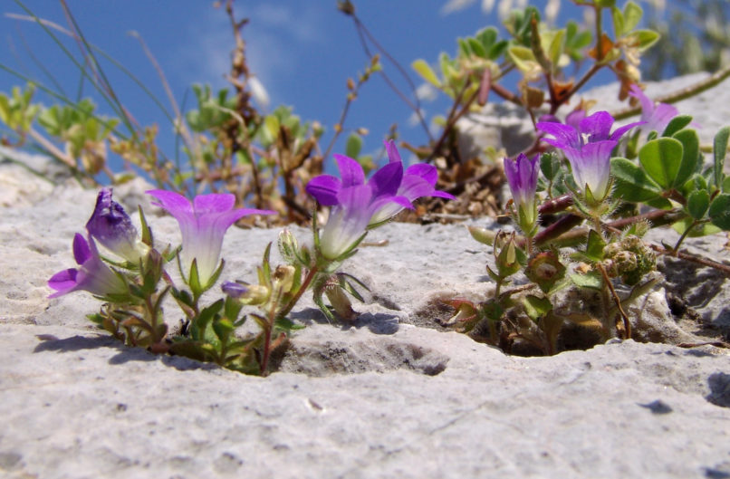 Campanula drabifolia (Sibthr. & Sm.), PARNITHA-2
